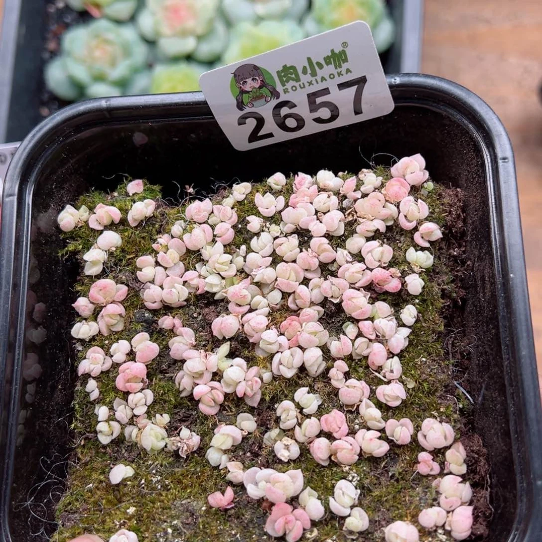 小****ღ多肉植物多肉植物