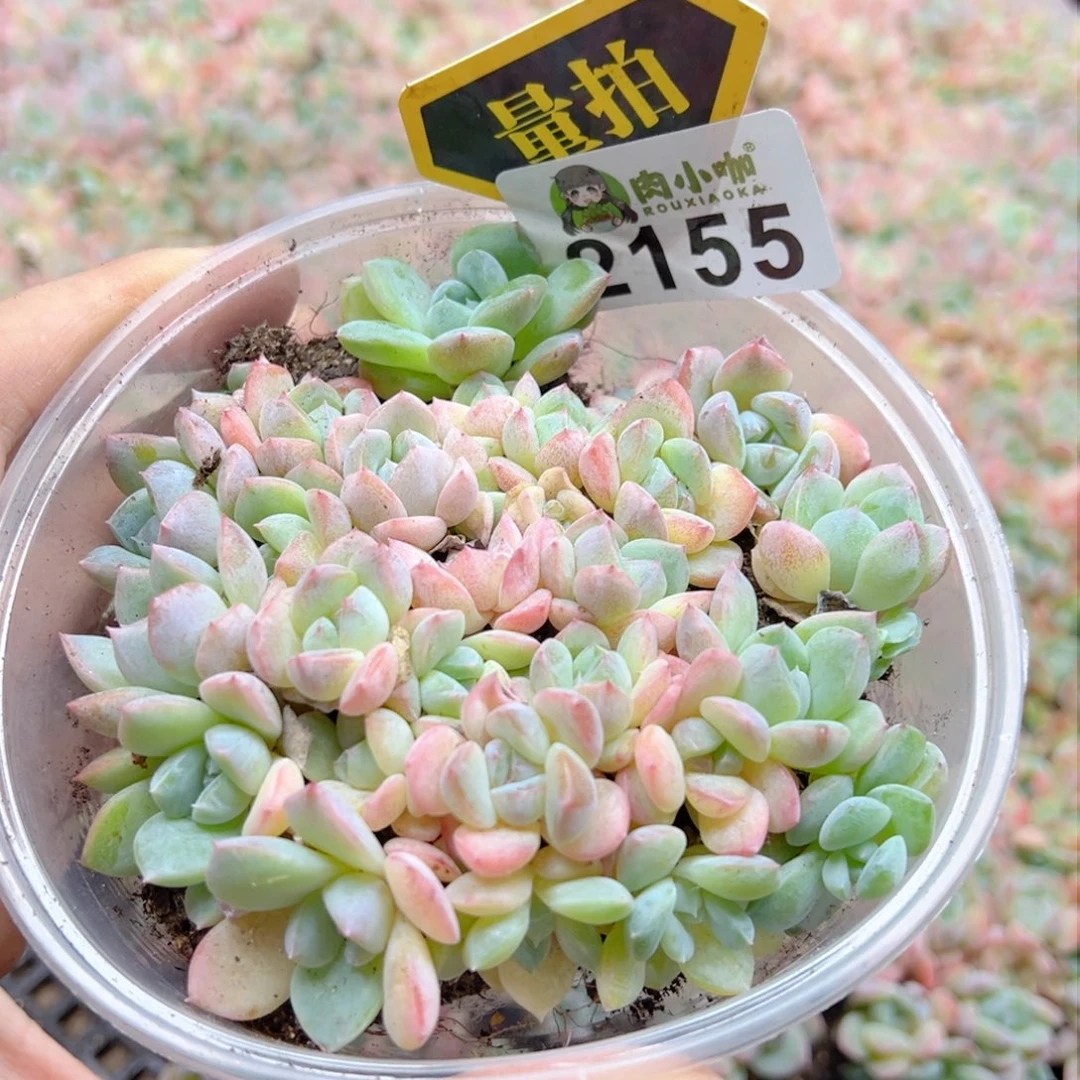 多肉植物多肉植物