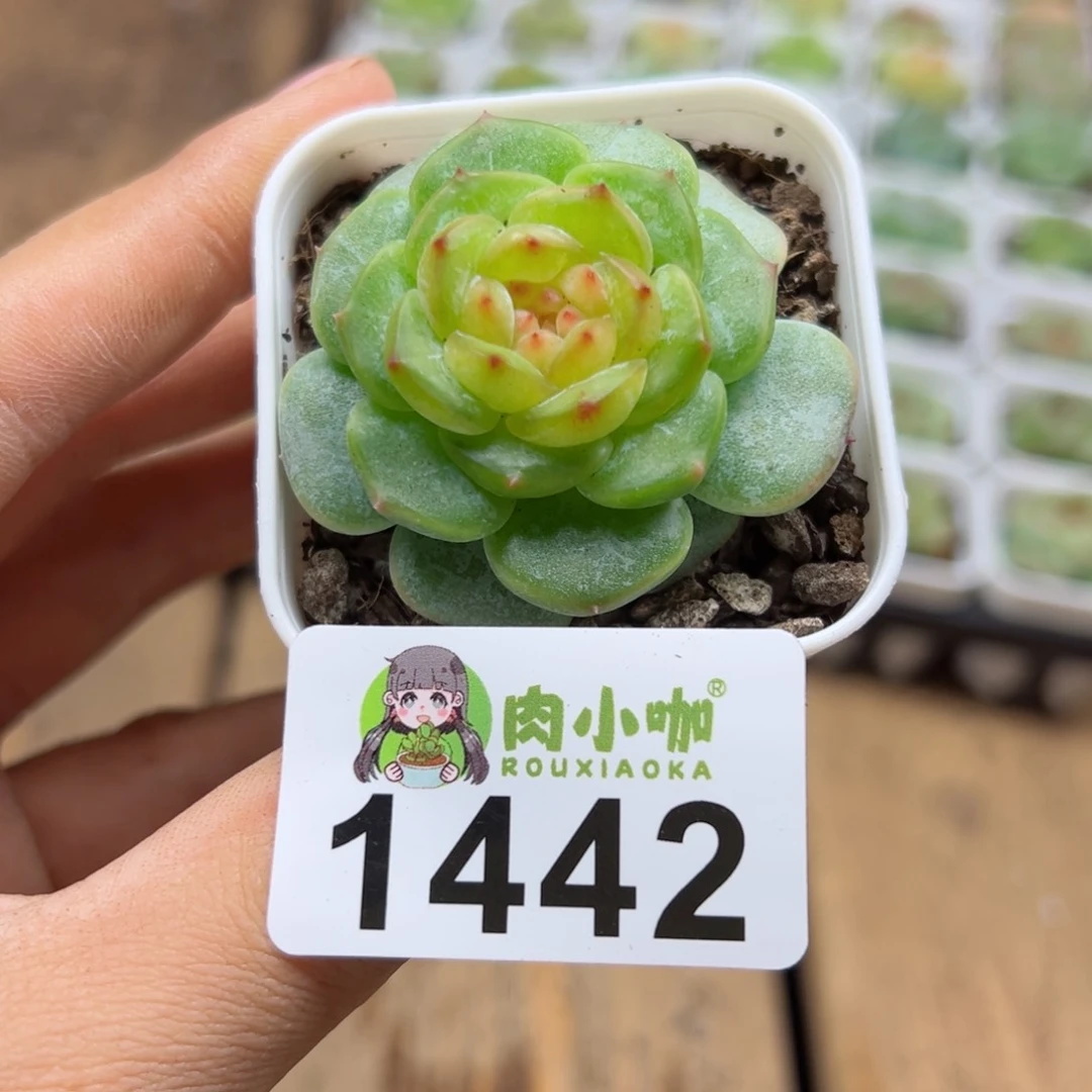多肉植物多肉植物