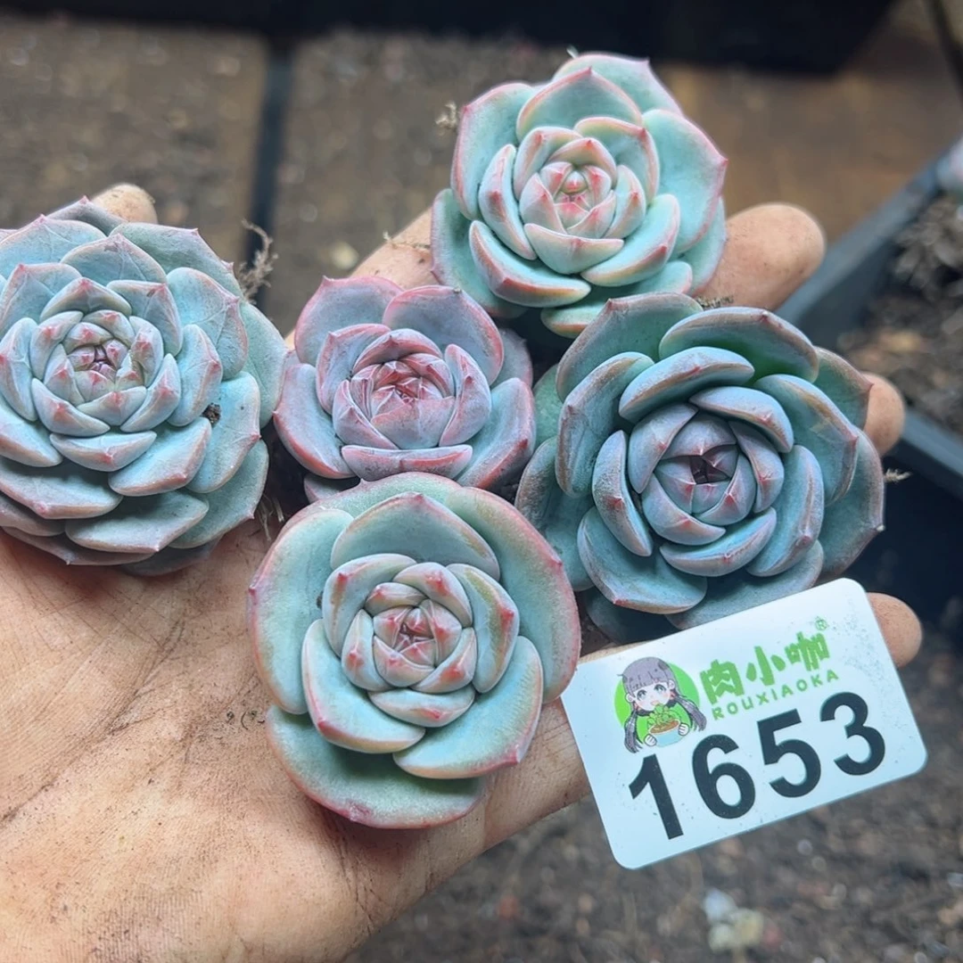 多肉植物多肉植物