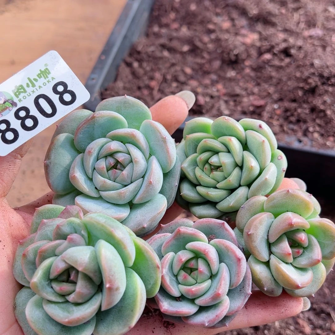 多肉植物多肉植物