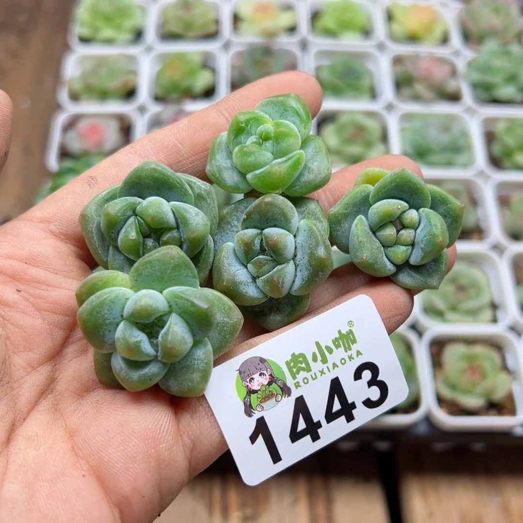 多肉植物多肉植物
