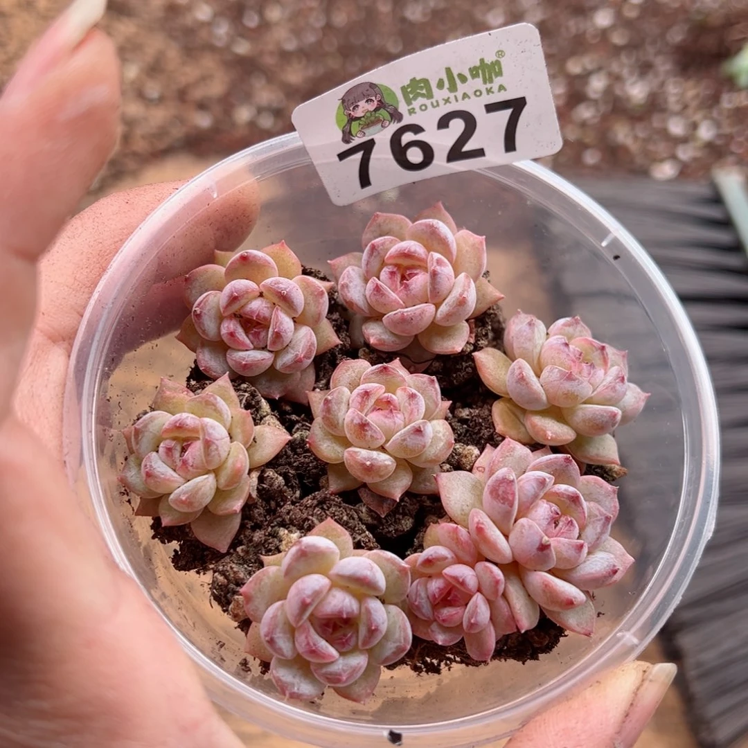 多肉植物多肉植物