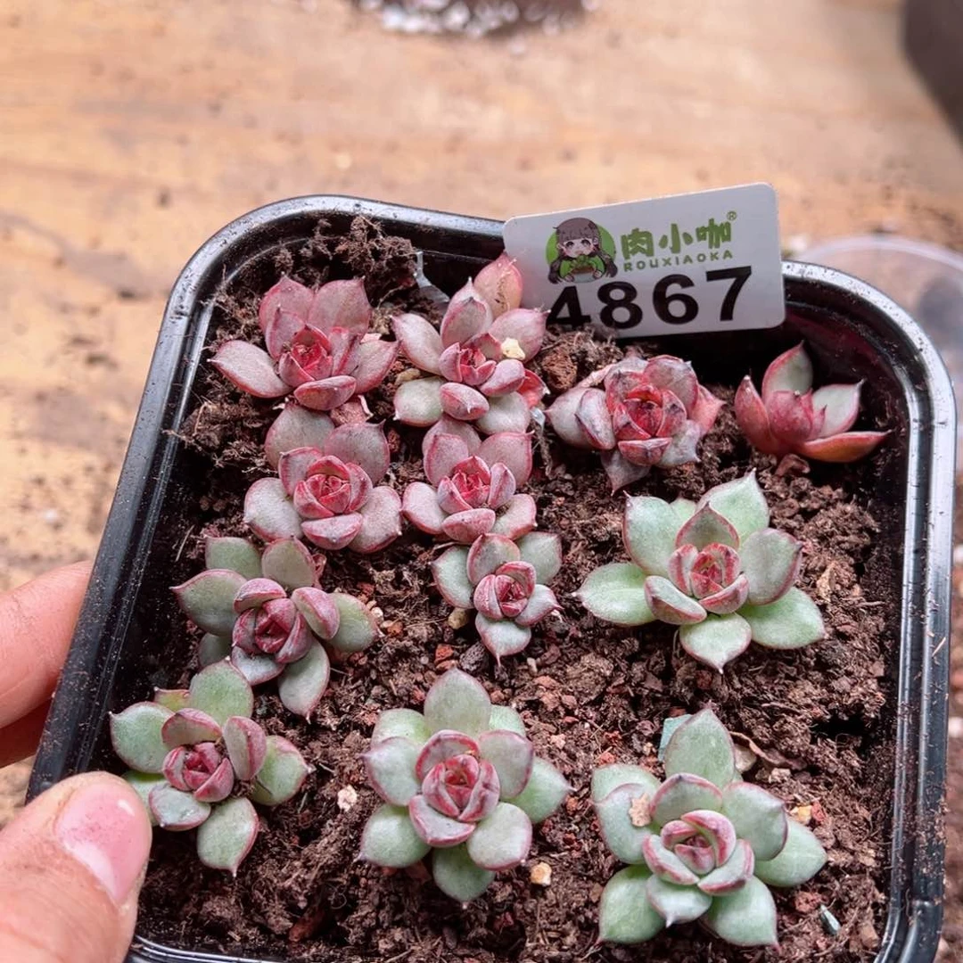 多肉植物多肉植物