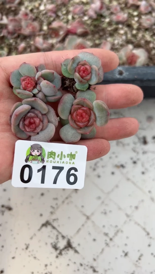 【闪购商品】176多肉