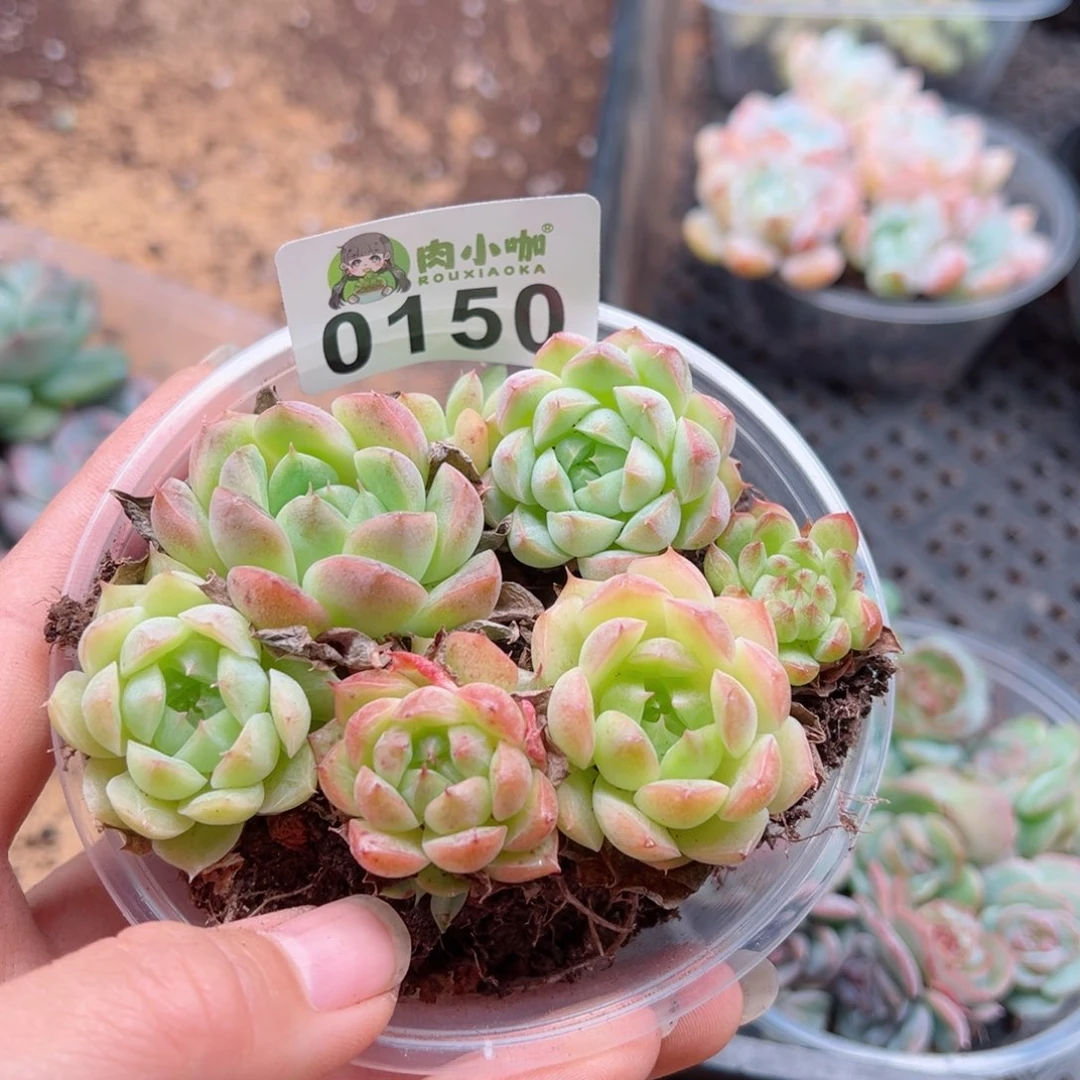 多肉植物多肉植物