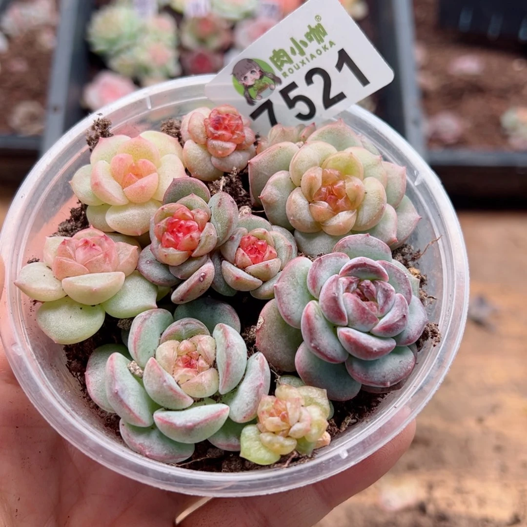 阿*多肉植物多肉植物