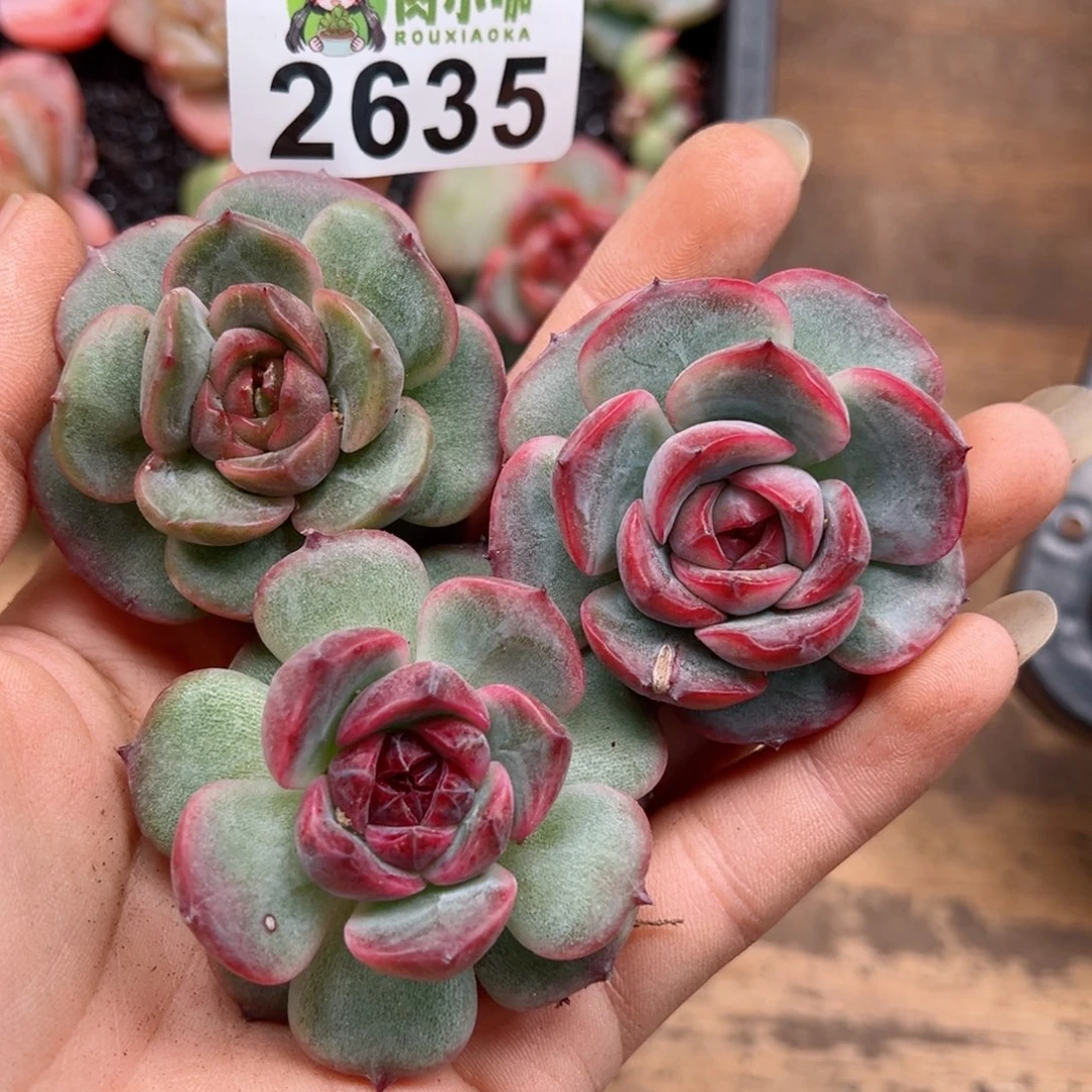 多肉植物多肉植物