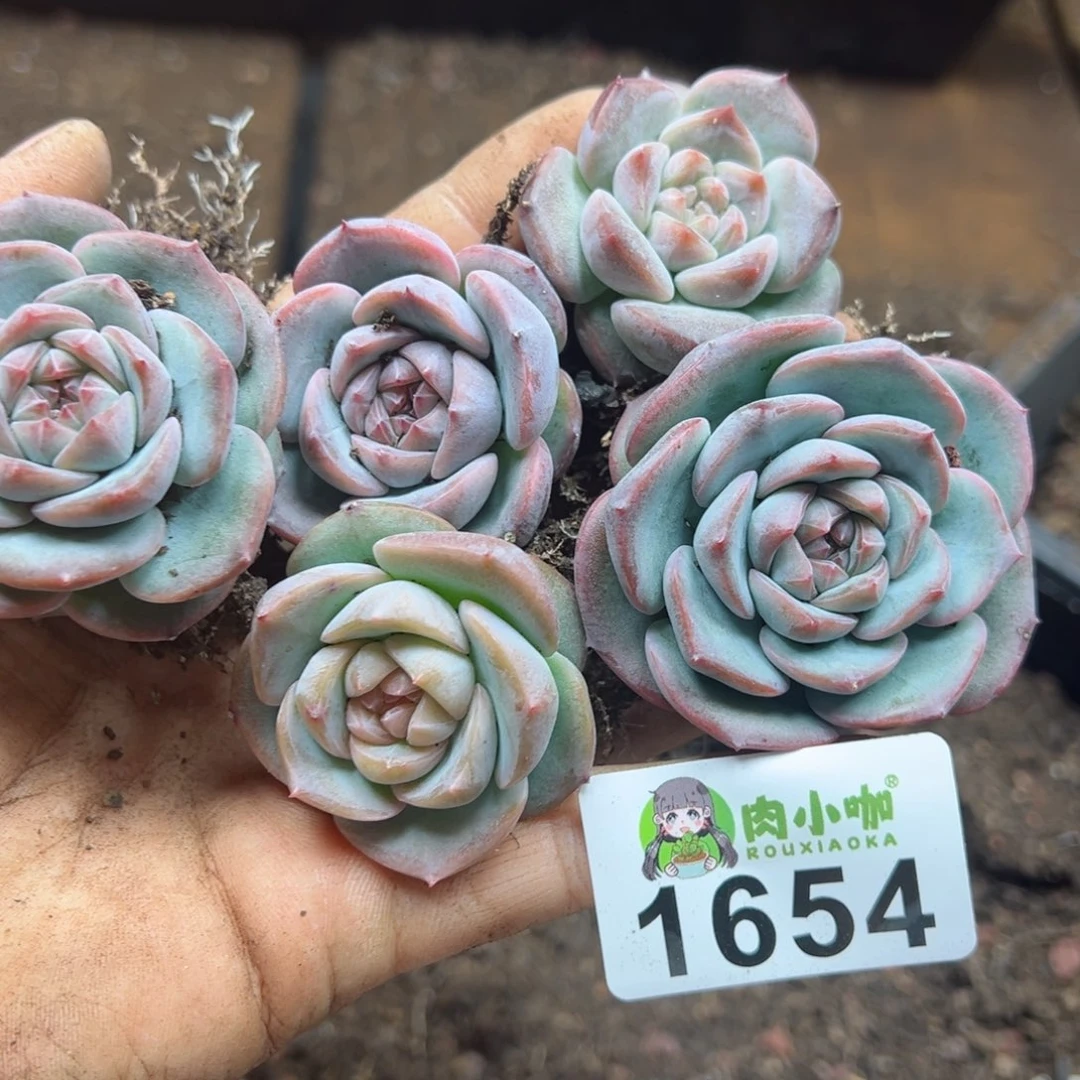 多肉植物多肉植物x