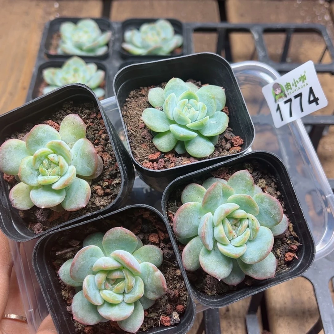 多肉植物多肉植物