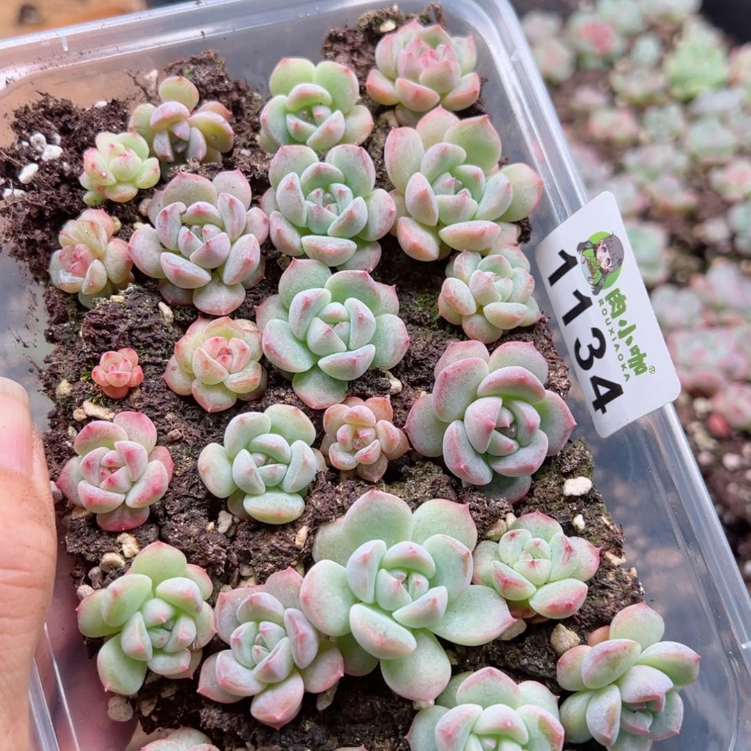 多肉植物多肉植物