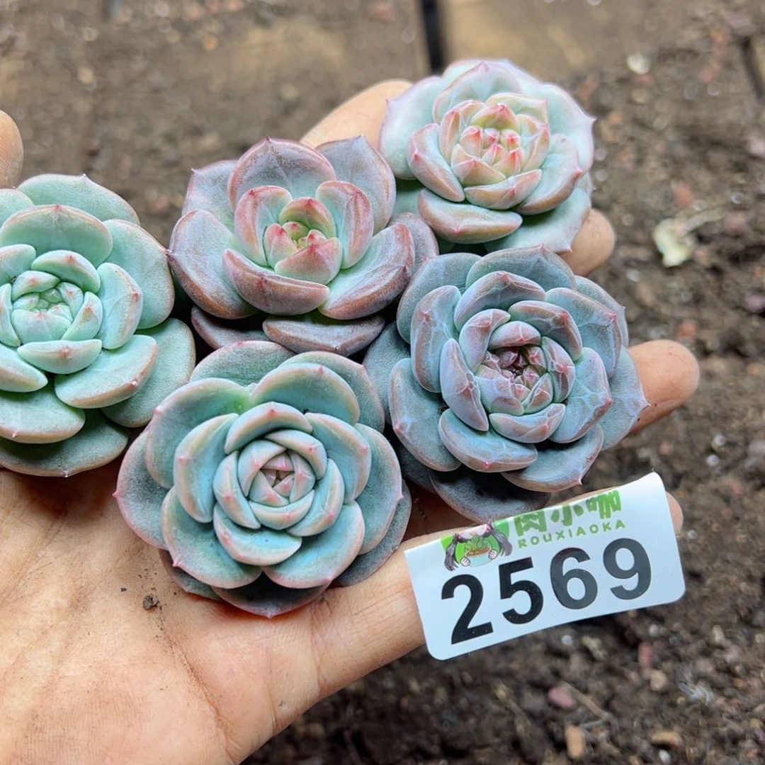 多肉植物多肉植物