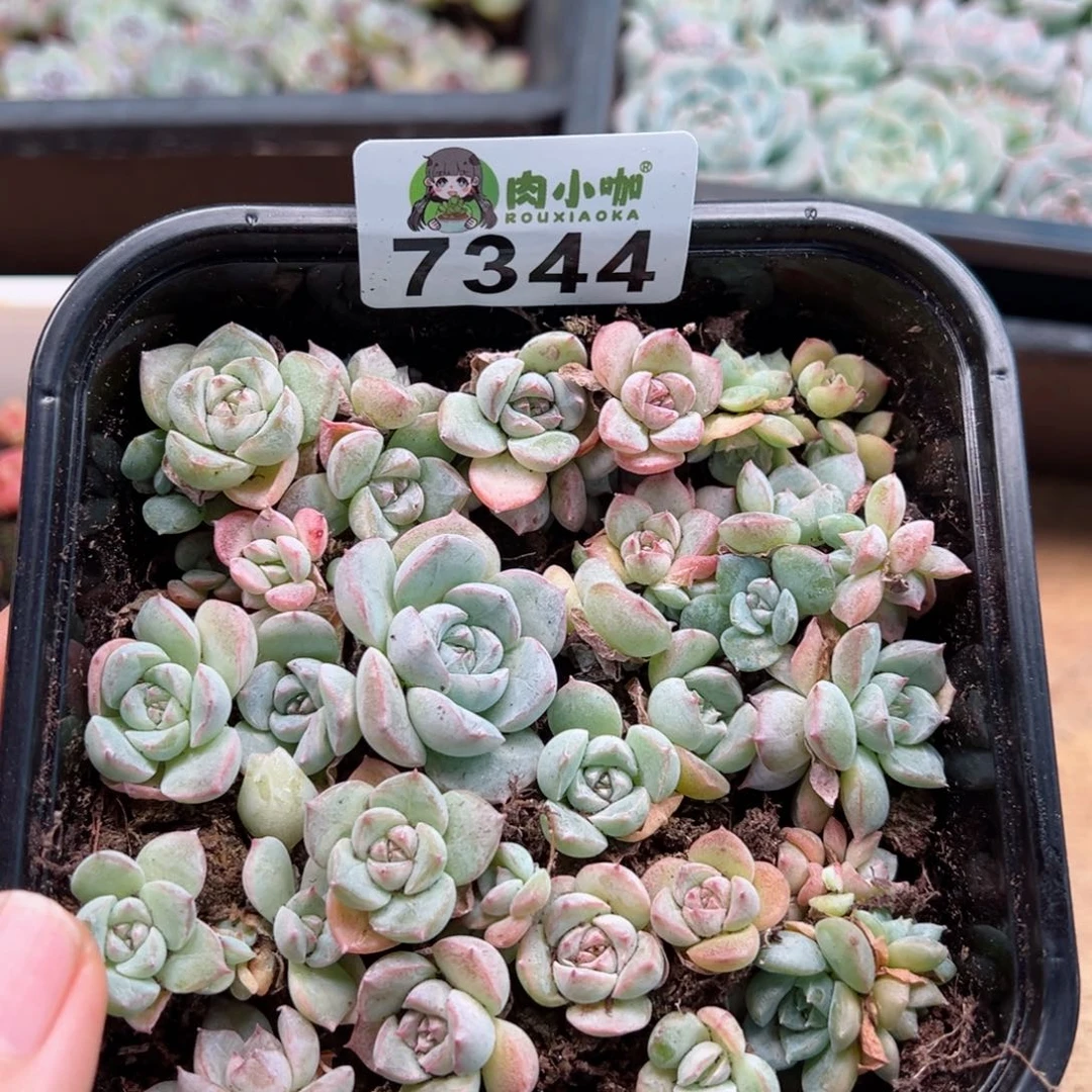 多肉植物多肉植物