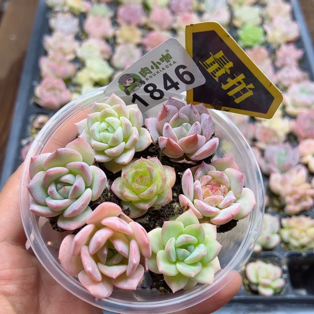 多肉植物多肉植物