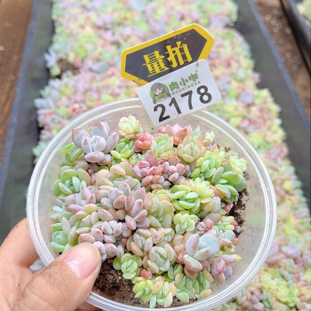 多肉植物多肉植物