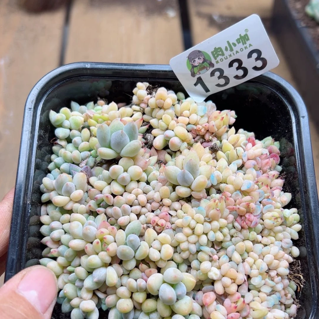 多肉植物多肉植物