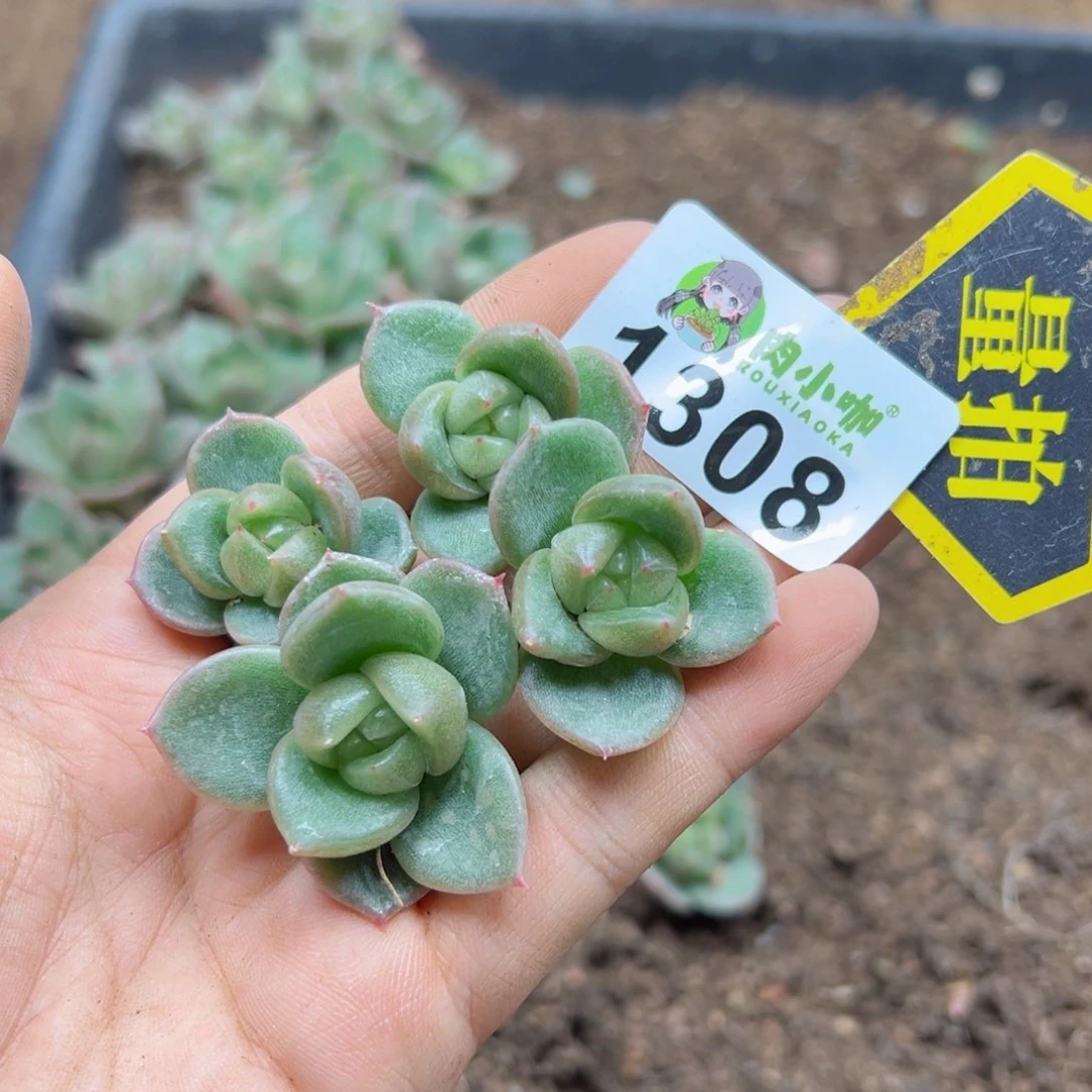 多肉植物多肉植物