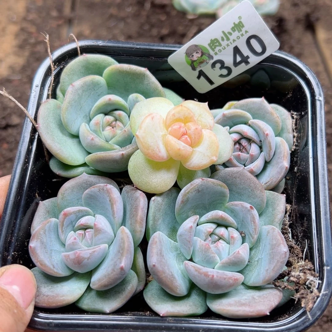 多肉植物多肉植物