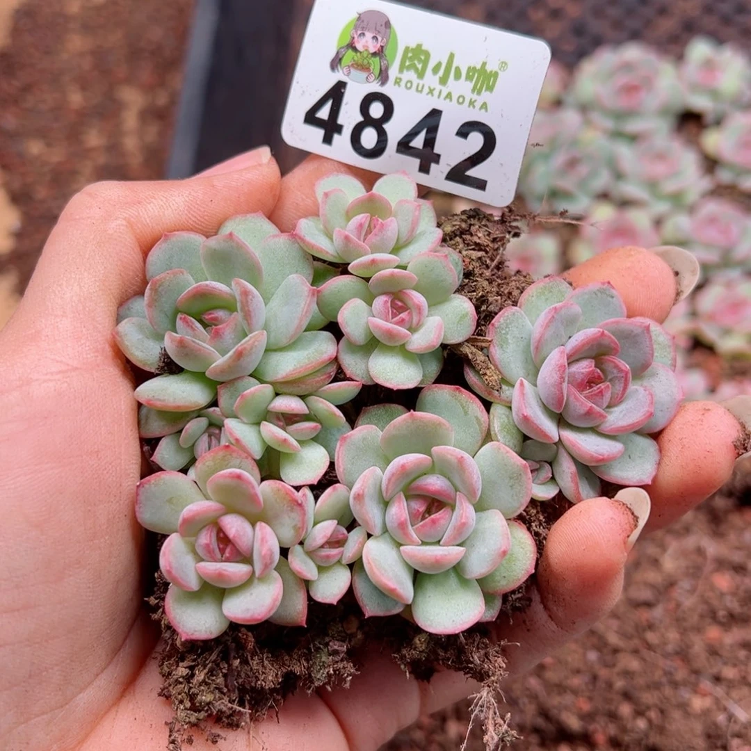 多肉植物多肉植物