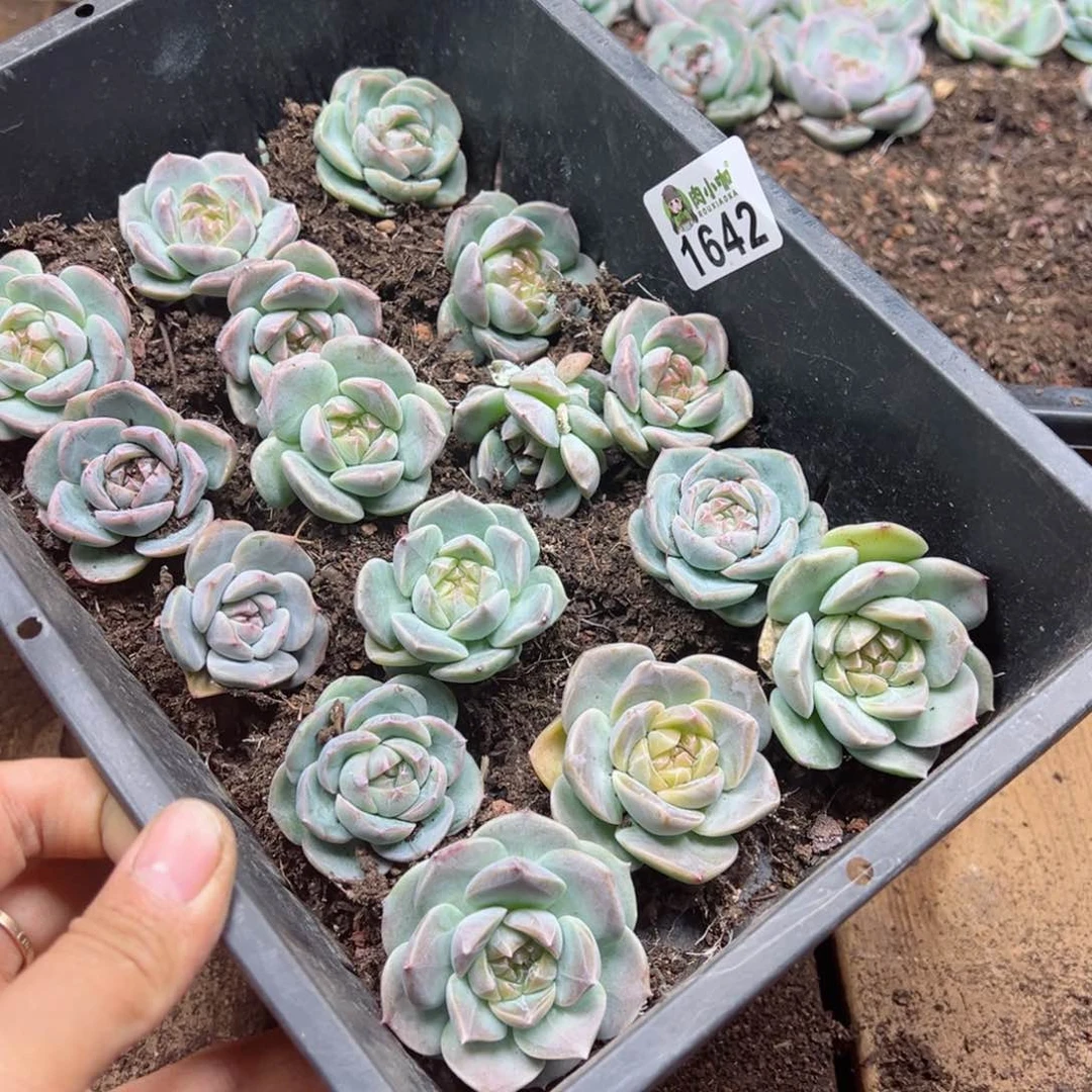 九****煊多肉植物多肉植物