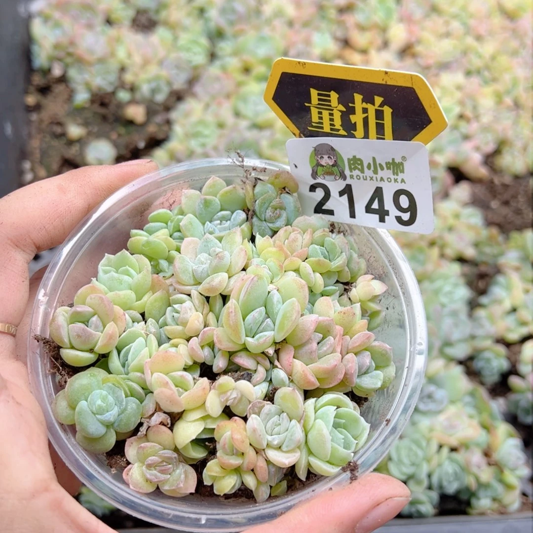 多肉植物多肉植物