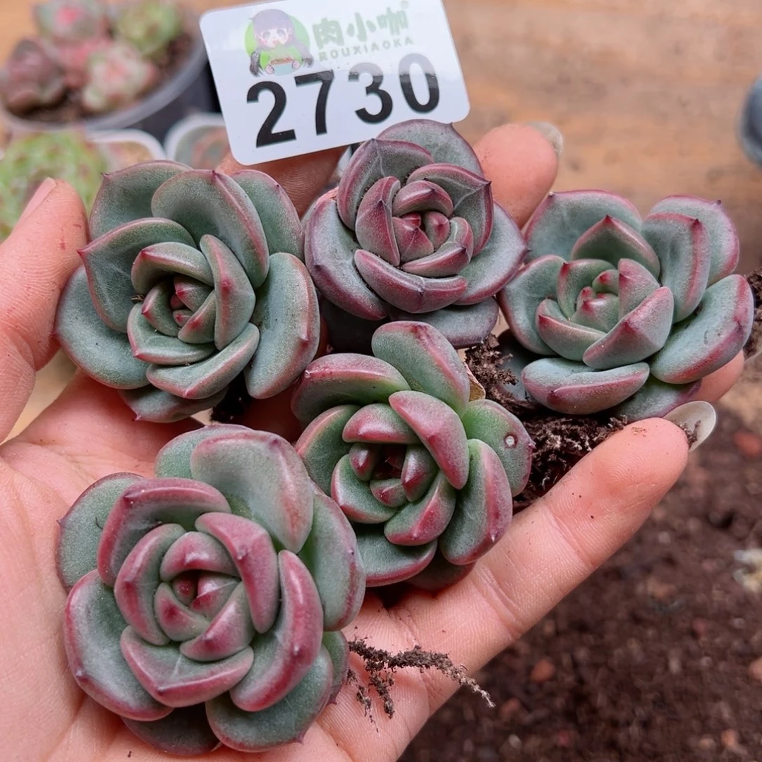 多肉植物多肉植物