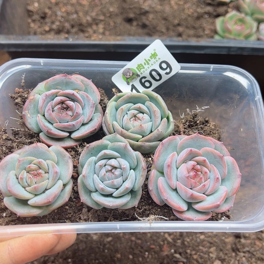 多肉植物多肉植物
