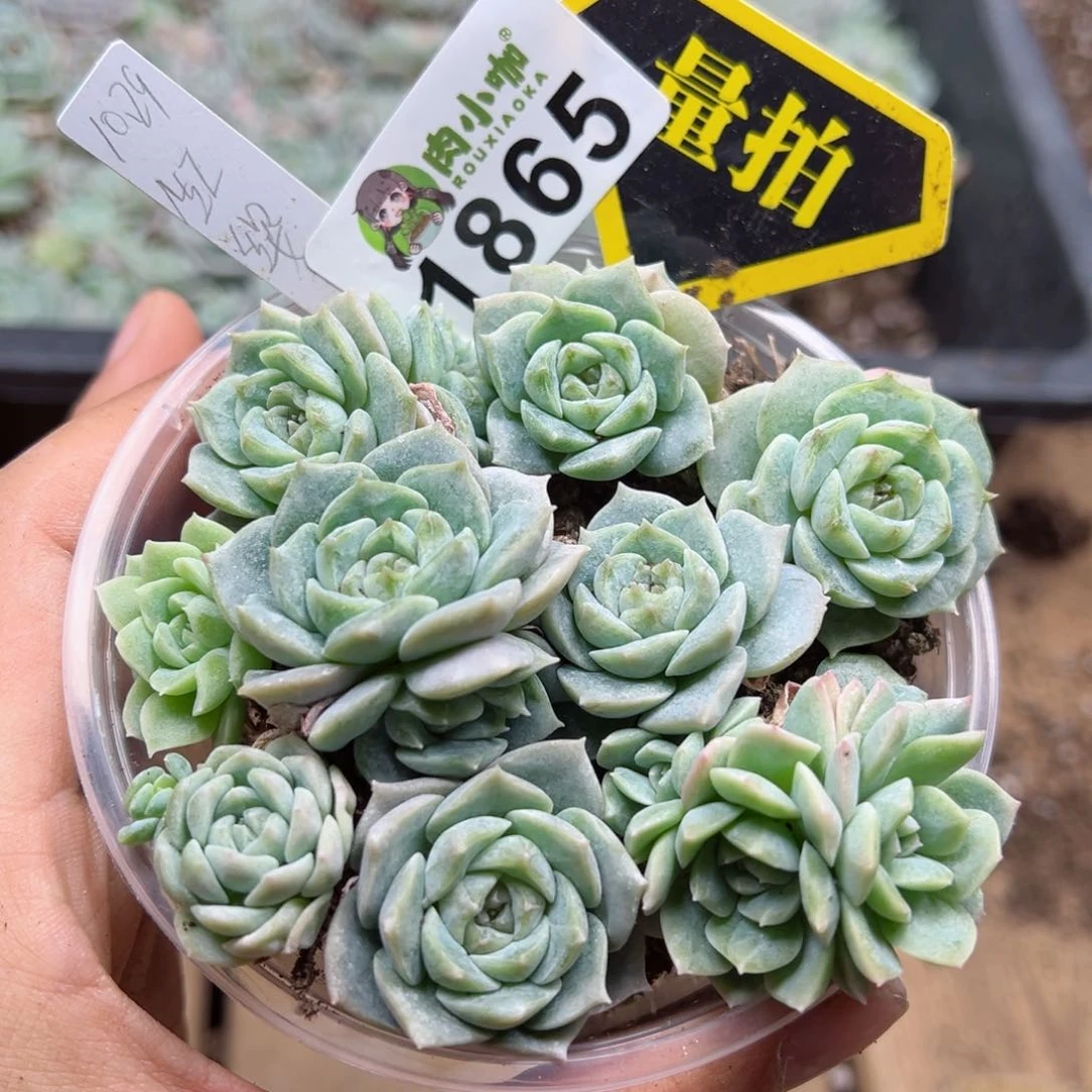 多肉植物多肉植物