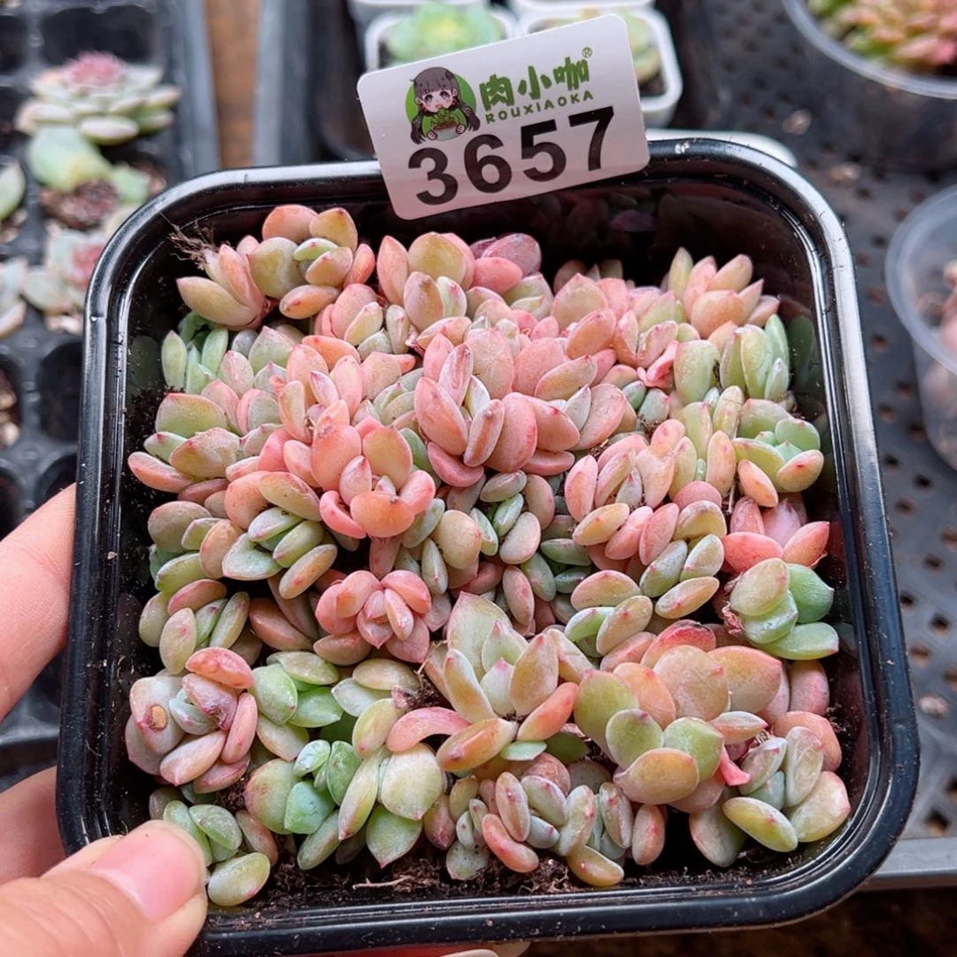 多肉植物多肉植物