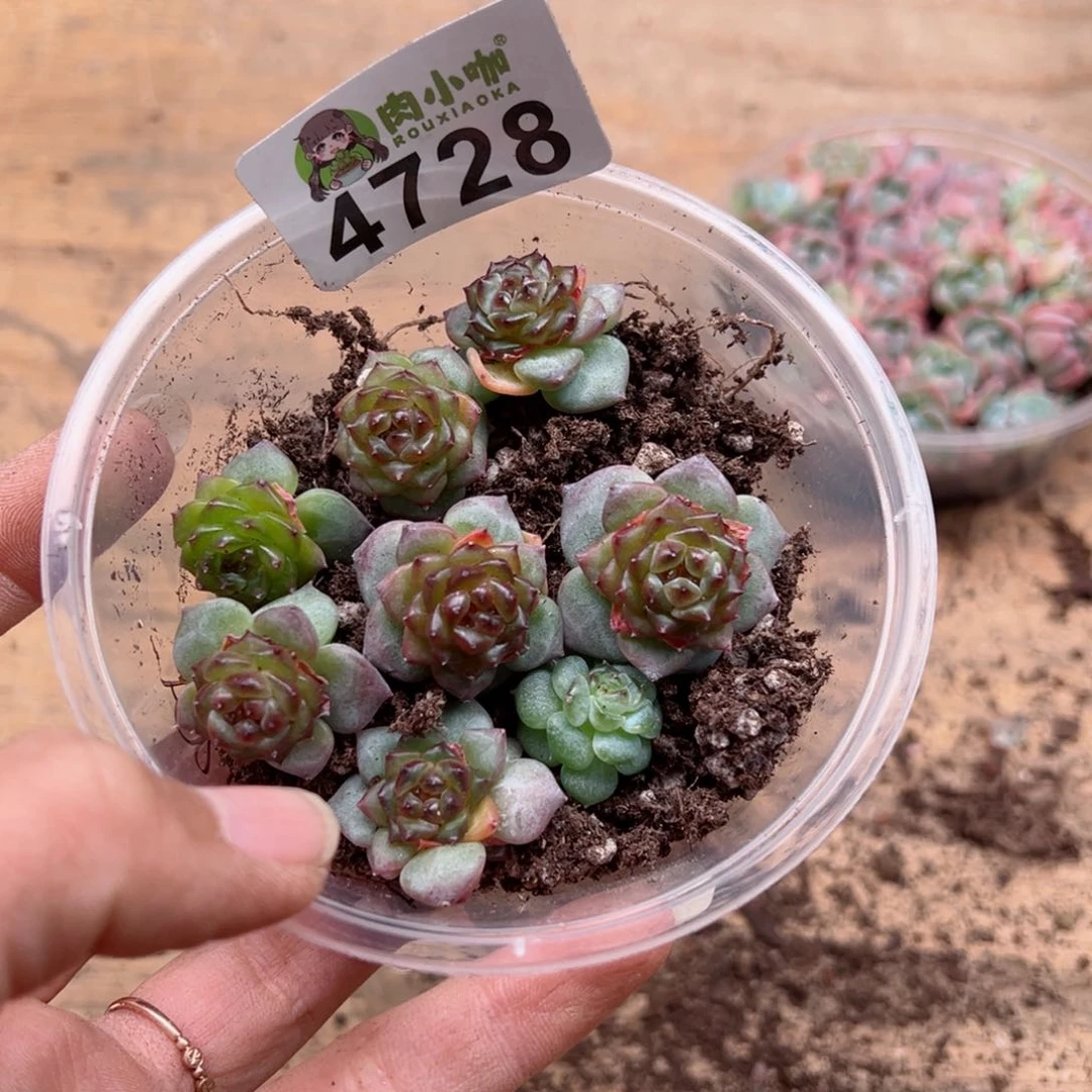 多肉植物多肉植物