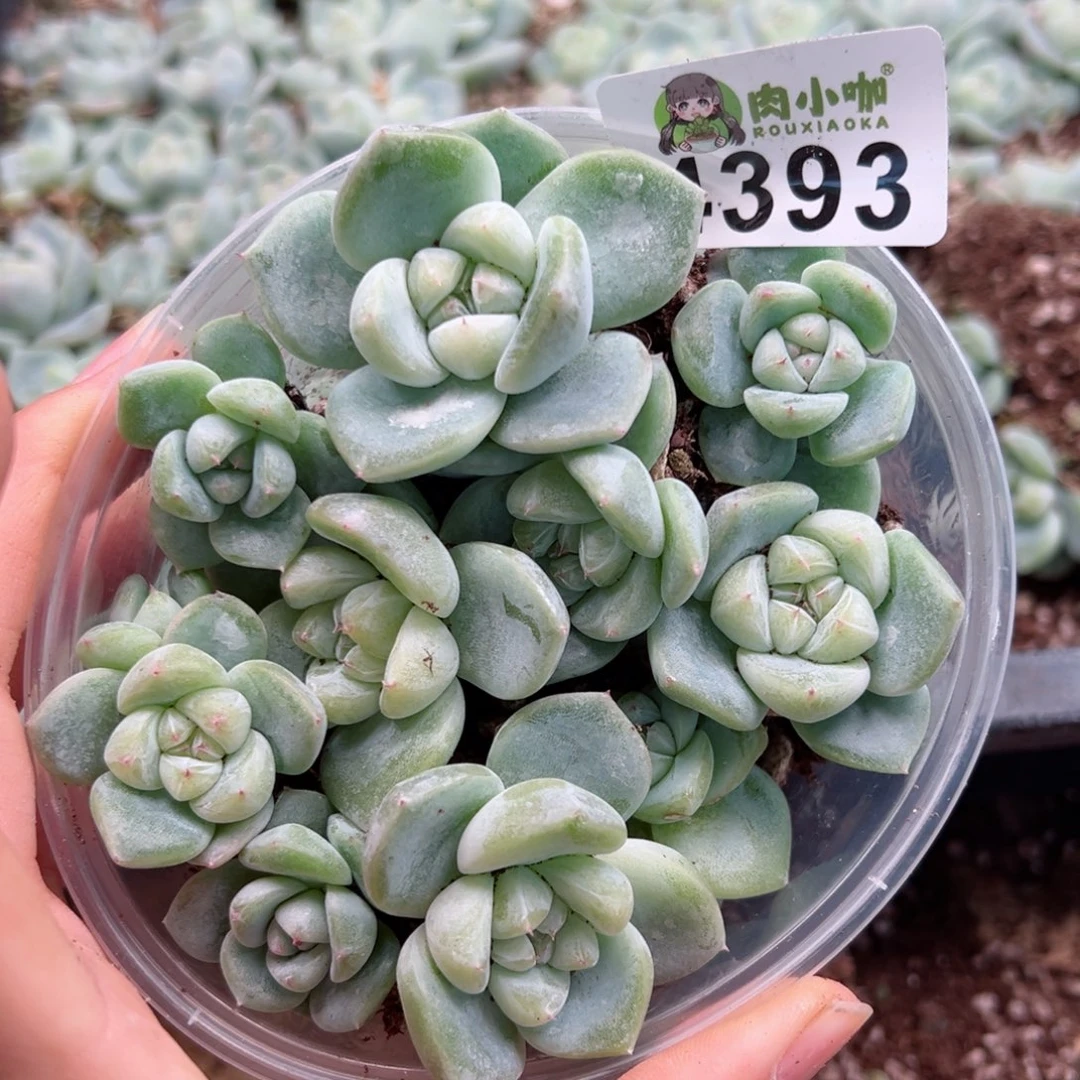 多肉植物多肉植物