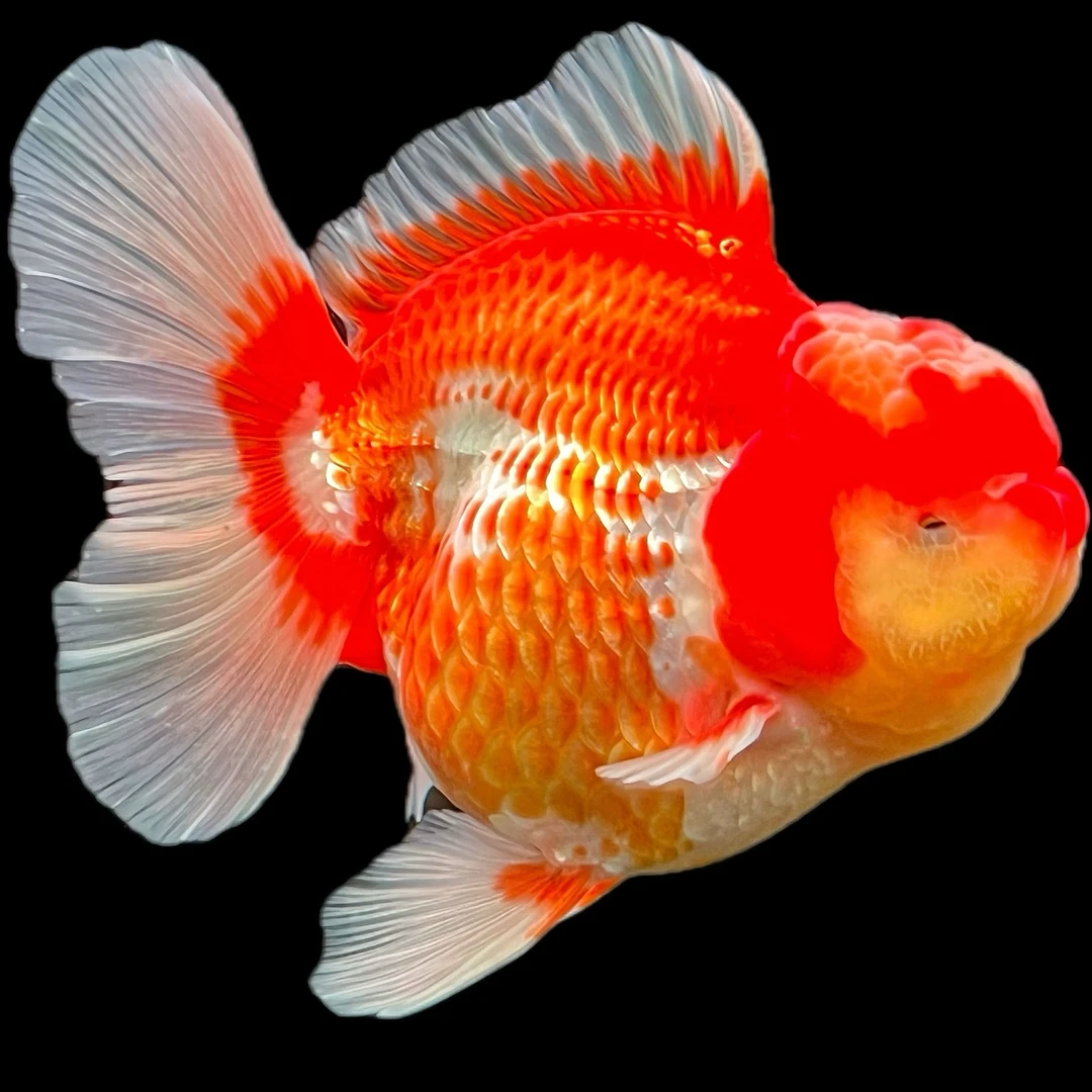 {胡三精品观赏金鱼} 百褶尾泰狮 兰寿 观赏鱼 短尾狮