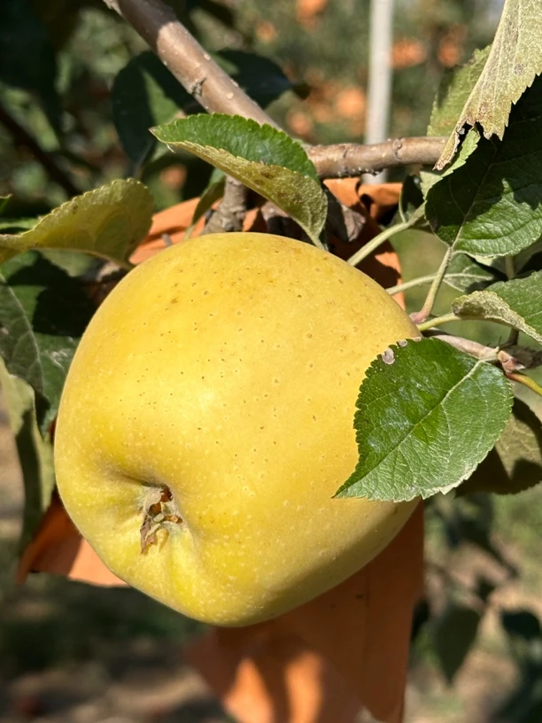 山东黄金维纳斯苹果 脆甜多汁 自家种植 果园直采 自然成熟