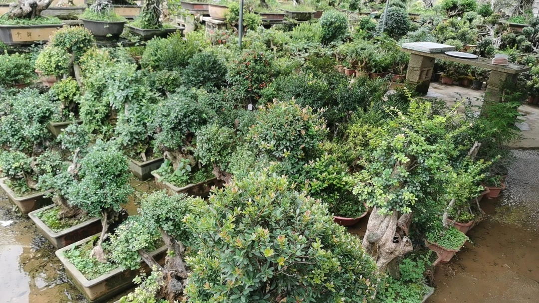 山采原生赤楠紫薇黄杨火棘九里香胡椒木盆景老桩（直播间先挂牌）