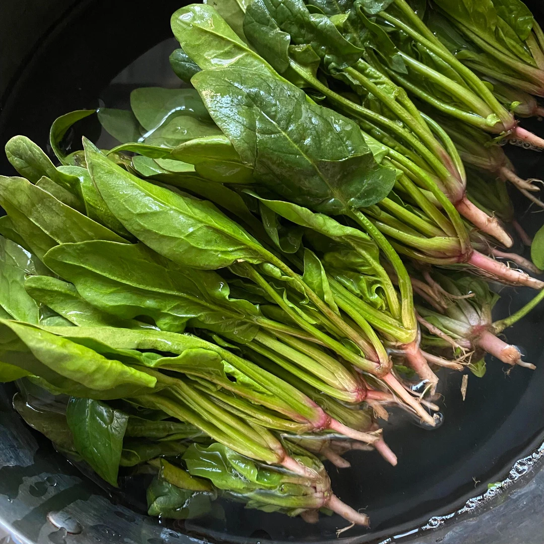 【红根大叶菠菜种子】四季耐寒耐热菠菜种子庭院阳台蔬菜籽