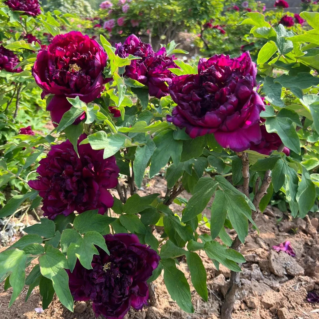 牡丹苗（冠世墨玉）  牡丹基地，现挖现发【菏泽基地直发】开花南方