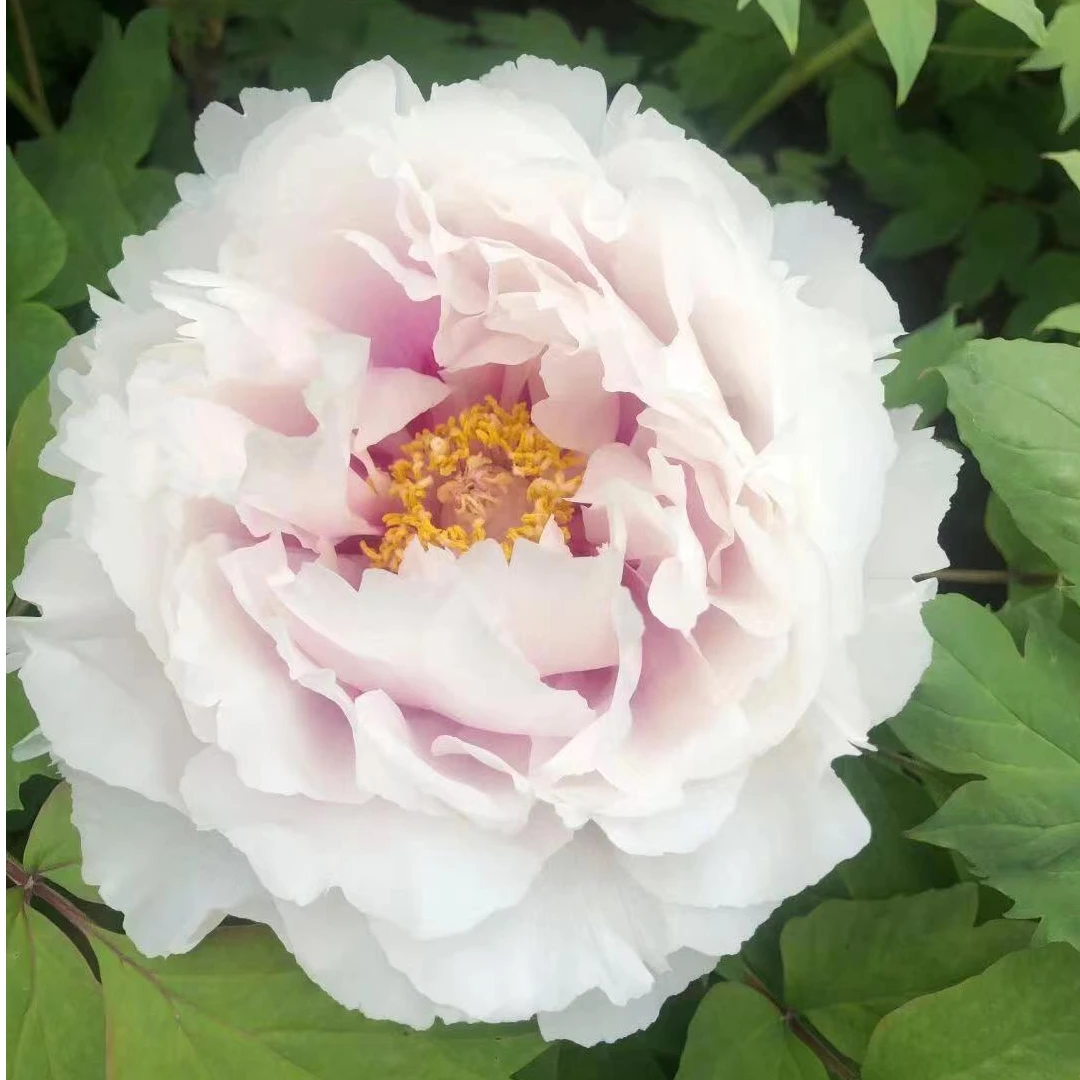 牡丹（白妙）  牡丹基地，现挖现发【菏泽基地直发】种植南方开花生长