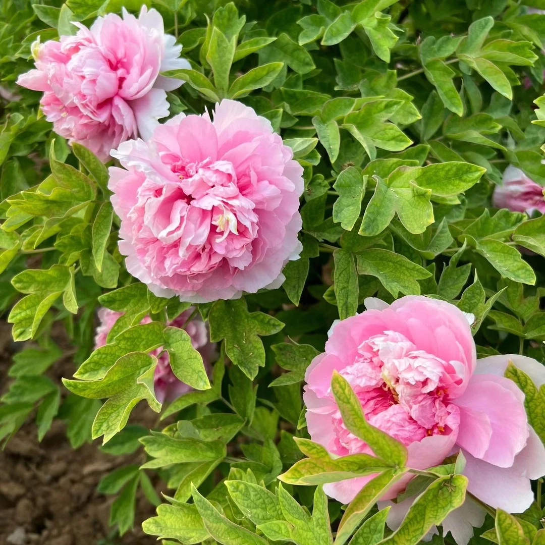 限量10单【新人试手】精品牡丹苗 牡丹基地 绿植现挖2-3个枝条