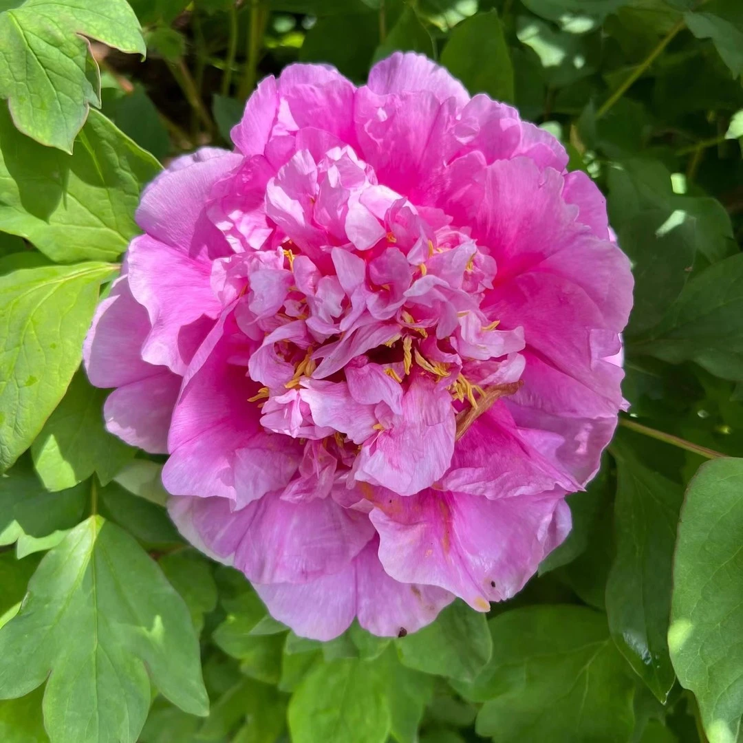 牡丹（紫蓝魁） 牡丹基地，现挖现发【菏泽基地直发】