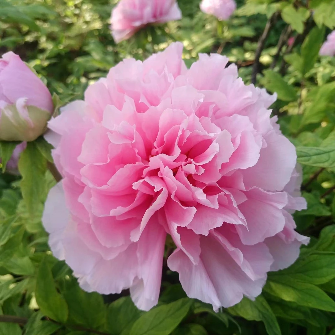 牡丹（圣代）  牡丹基地，现挖现发绿植【菏泽基地直发】开花