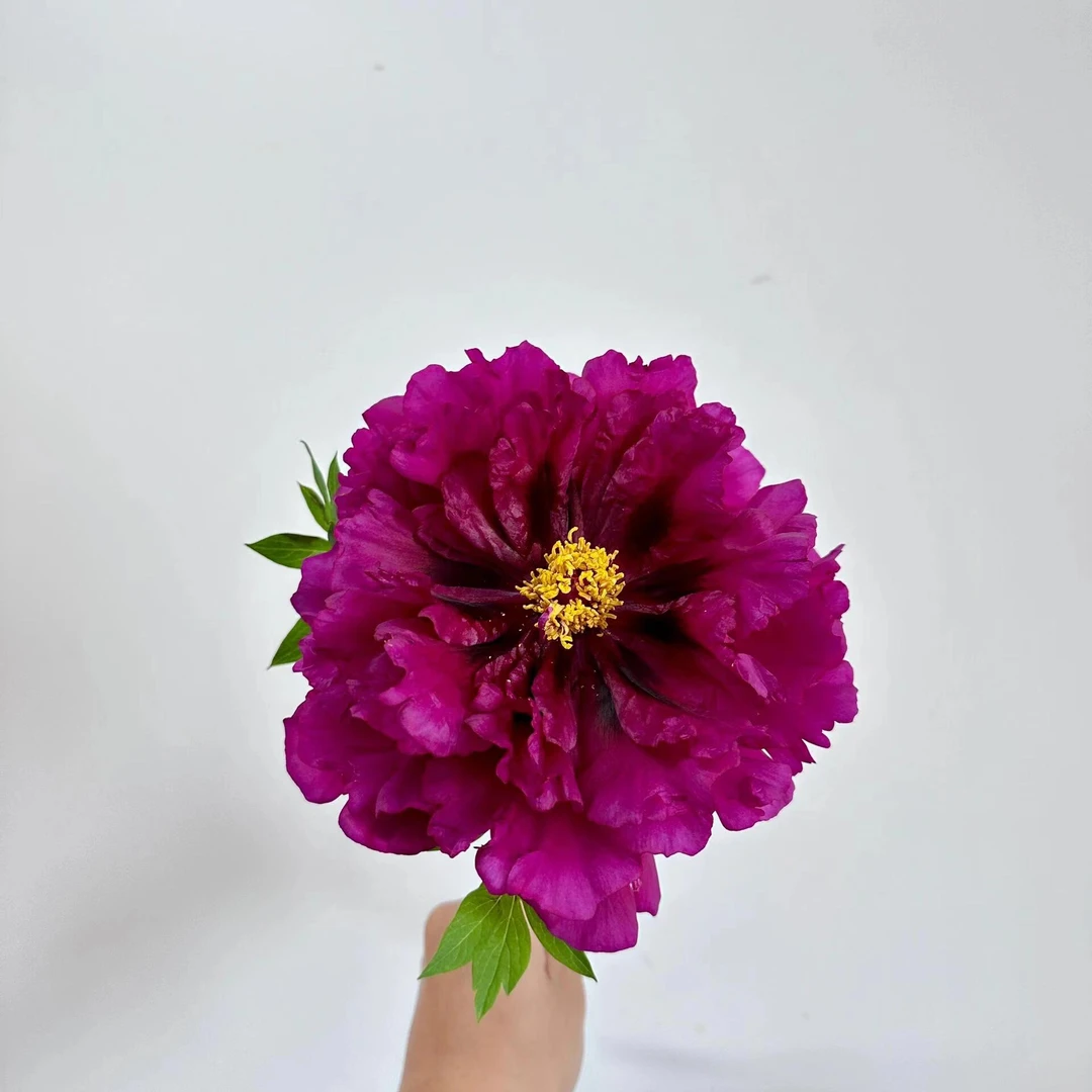 牡丹（黑夫人） 先发化肥，秋天发苗绿植【菏泽基地直发】南方开花