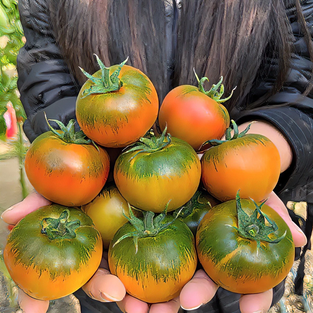 特等辽宁盘锦碱地柿子铁皮草莓柿子童年的番茄味道顺丰快递包邮