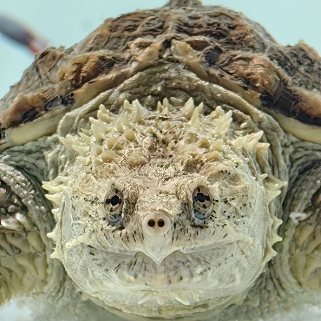 【直播精选】观赏小乌龟 人工养殖宠物小乌龟