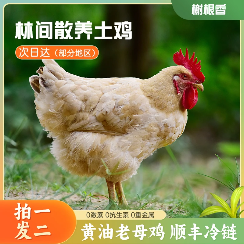 【拍一发二】黄油老母鸡果林散养土鸡现杀现发2只净重4.5-5斤左右G