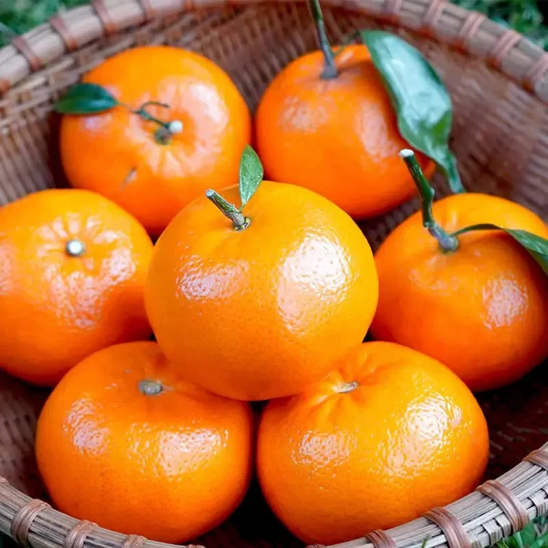 【高山沃柑】新鲜水果当季整箱四川产地直发沙糖蜜橘砂糖柑橘桔