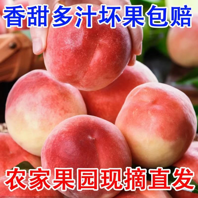 四川大脆桃甜毛桃子新鲜整箱应当季孕妇水果四川早熟脆桃文君脆桃