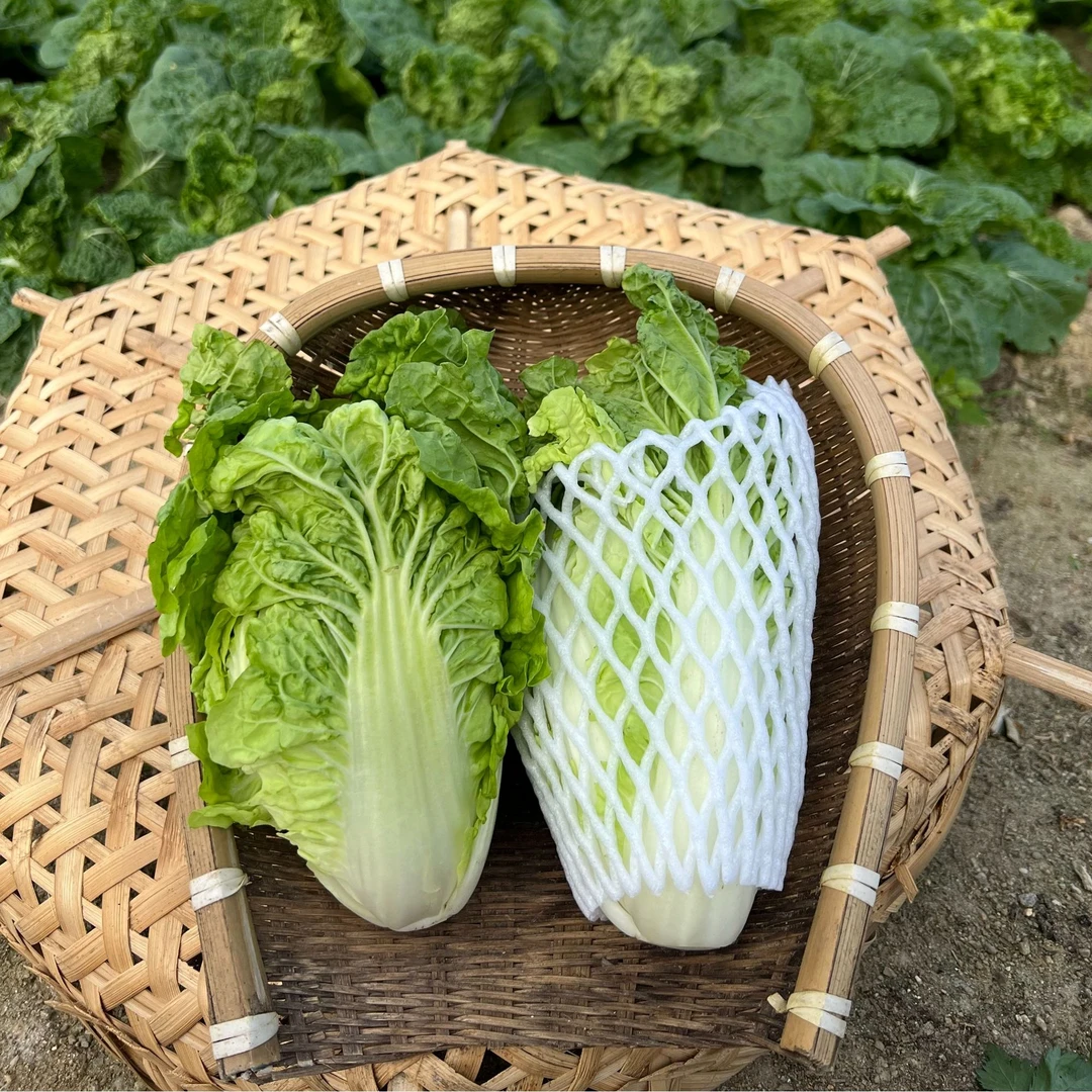 【本地白菜5斤/广东省内包邮】潮汕农家菜现摘现发白菜