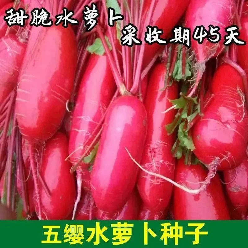 【任选5包包邮】五樱水萝卜种子蔬菜种孑春秋季种阳台庭院盆栽