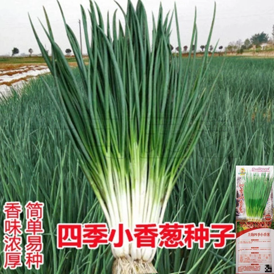 【任选5包包邮】小香葱籽种子四季易种小葱种子阳台室内盆栽葱种子