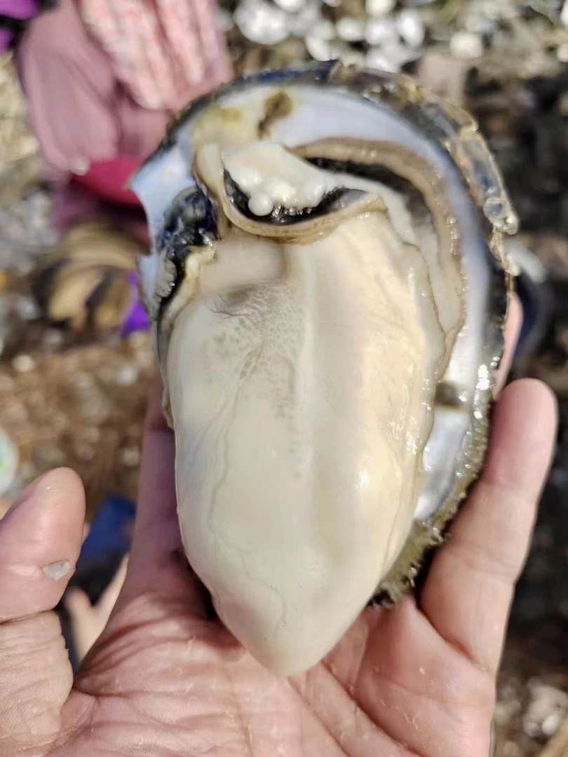 汕尾特产备年货打火锅爽口肥大晨洲蚝（八两蚝肉二两水）顺丰包邮